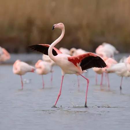 Lägenhet Le Nirvana-2 By Interhome